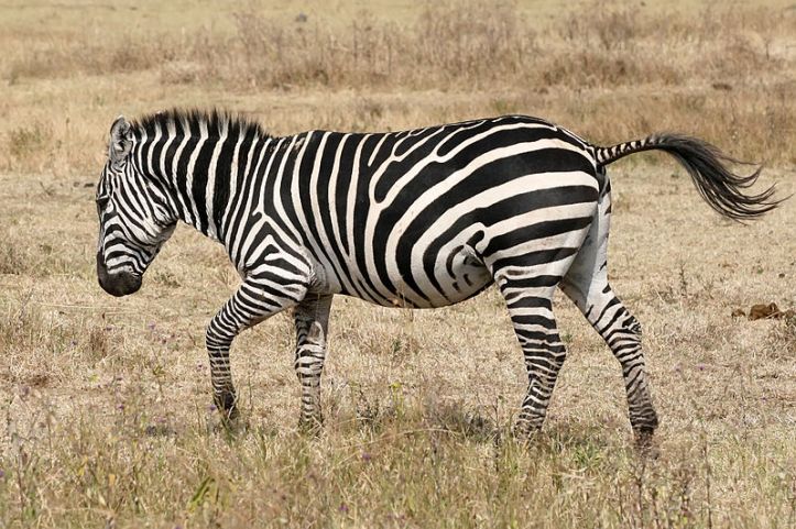 800px-Zebra_running_Ngorongoro
