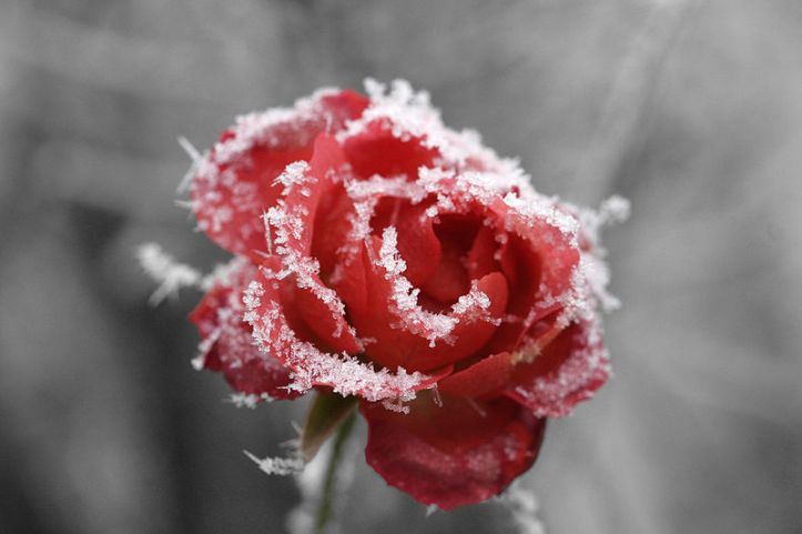 800px-Frosted_rose_01