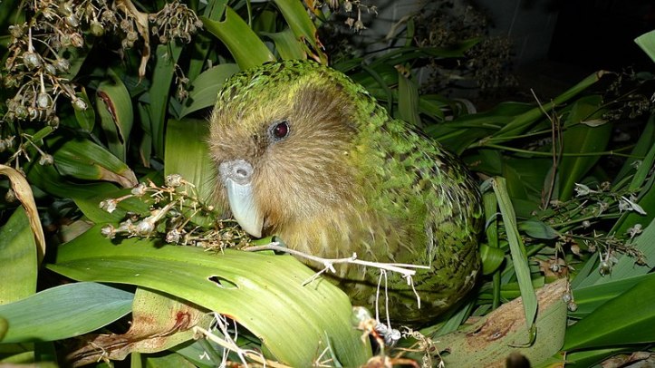 800px-Kakapo